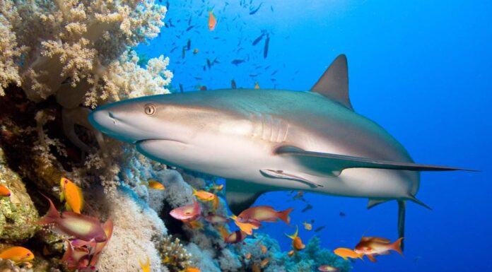 Gli squali sono ciechi?
