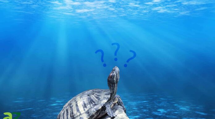 Quanto è profondo il fiume Mississippi?
