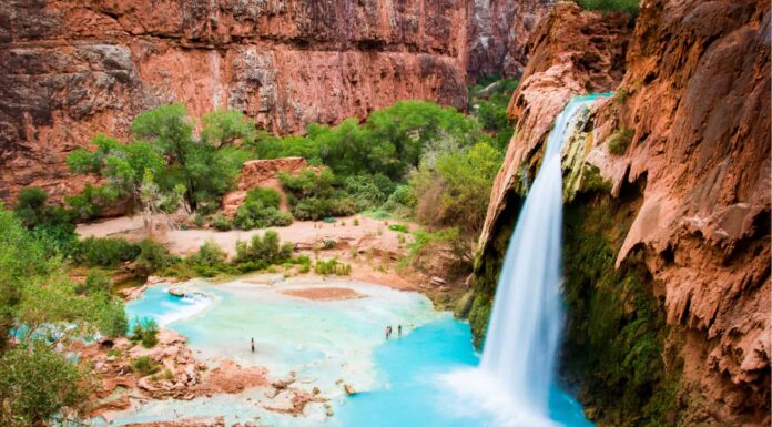 What do catfish eat - catfish feeding