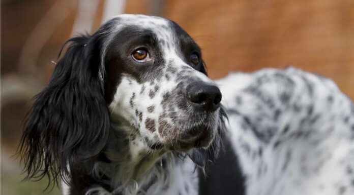 Llewellin Setter vs Setter inglese: c'è differenza?
