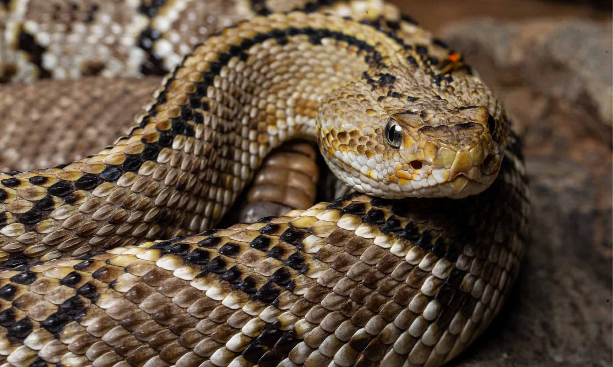Scopri le uniche specie di serpenti a sonagli dello Stato di Washington