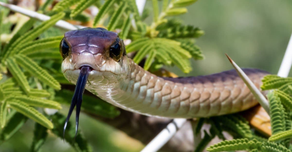 Boomslang vs Bush Snake maculato: quali sono le differenze?