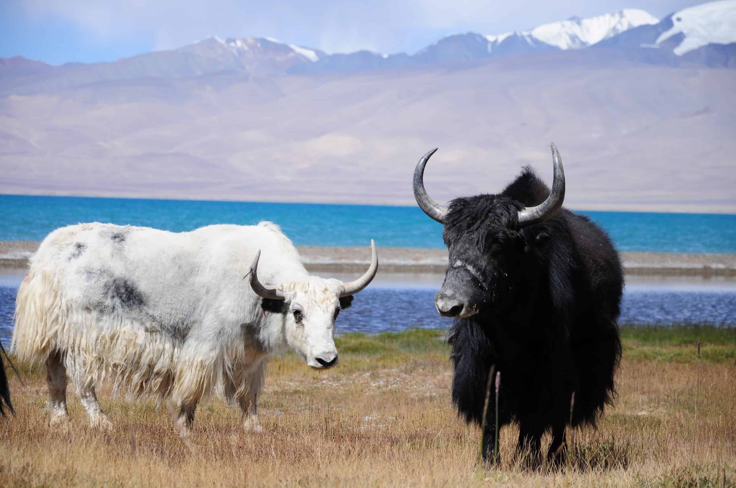 Yak vs mucca delle Highlands