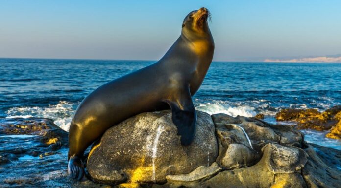 I leoni marini sono pericolosi?
