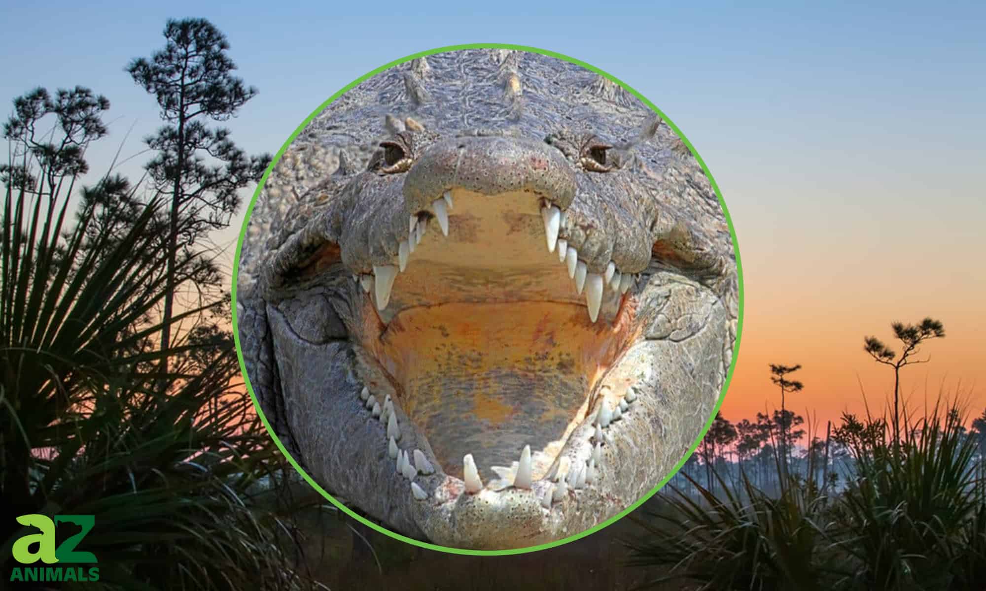 Tutto su Alligator Alley: un percorso panoramico attraverso le Everglades della Florida