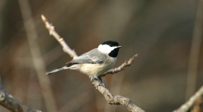 Chickadee vs Sparrow: 6 differenze chiave spiegate
