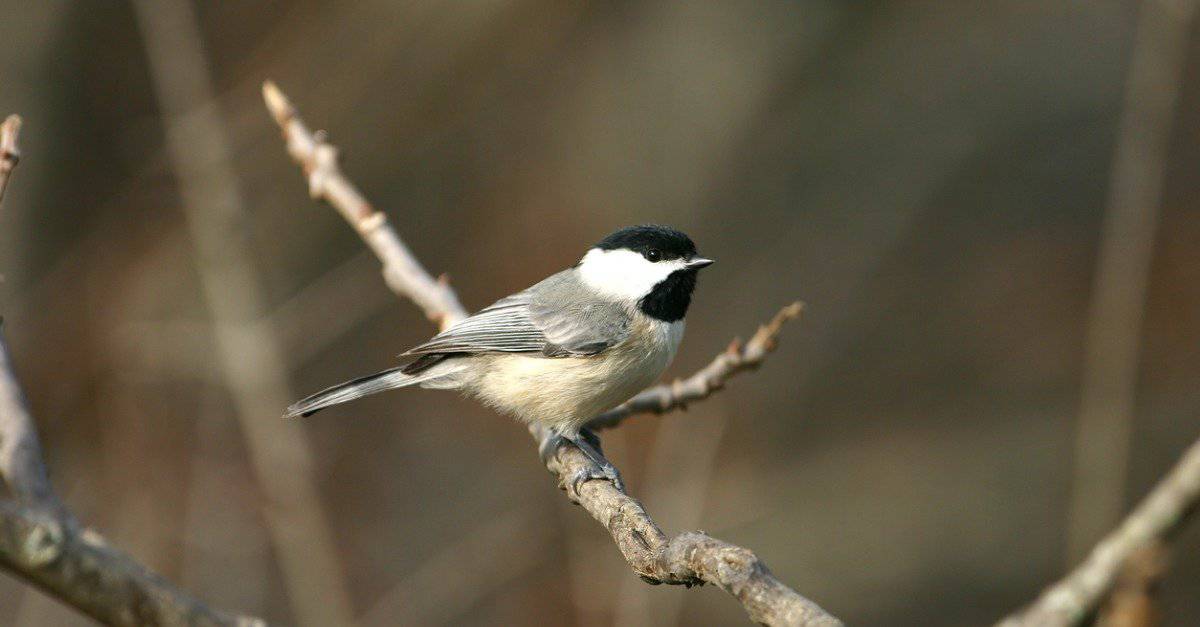 Chickadee vs Sparrow: 6 differenze chiave spiegate