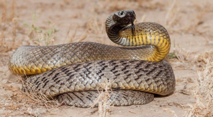 Boomslang Vs Inland Taipan: quali sono le differenze?

