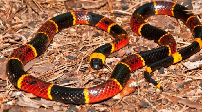 Serpenti corallo in Arizona
