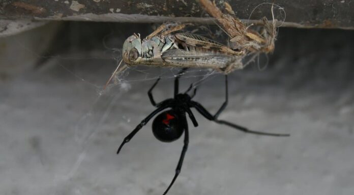 10 ragni in Louisiana
