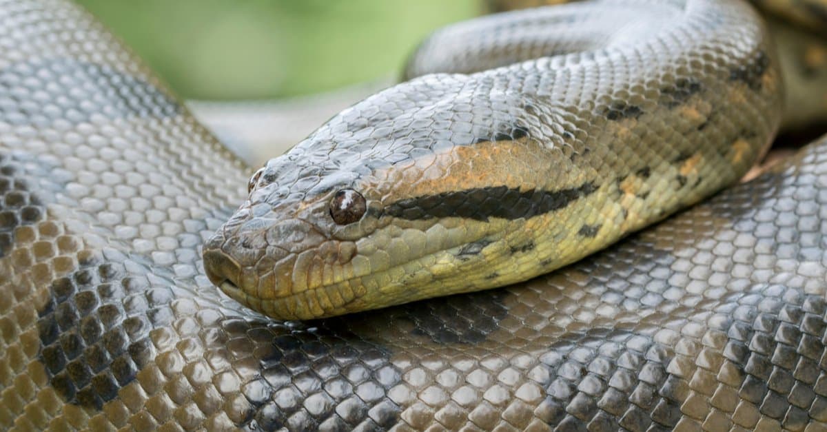 Serpente a sonagli Vs Anaconda: come sono diversi?