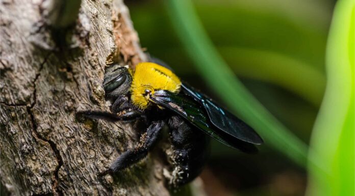 Carpenter Bee - Hole in Wood