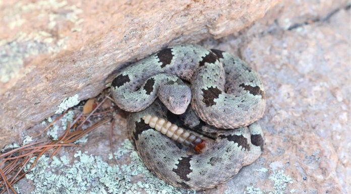 Qual è più velenoso: serpente a sonagli vs Black Mamba?
