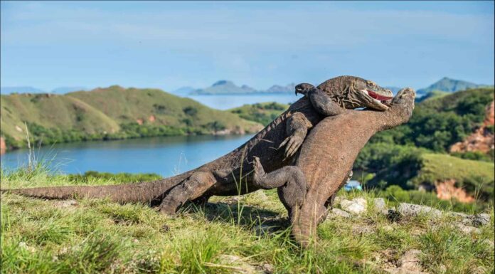 Gila Monsters Vs Komodo Dragons: 3 differenze chiave tra i due
