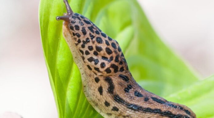 Scopri le pericolose creature in agguato sotto le tue foglie
