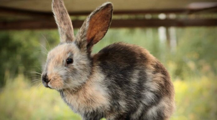 Dove vanno i conigli in inverno?
