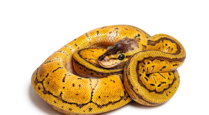 Pitone Palla Esplosione Limone
