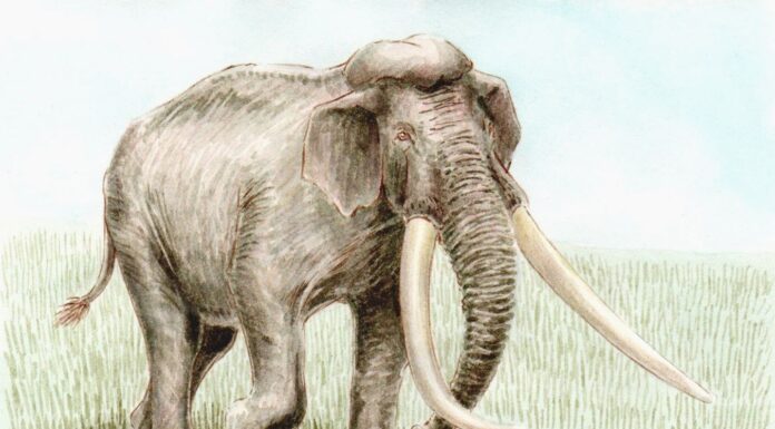 Paleoloxodon namadicus
