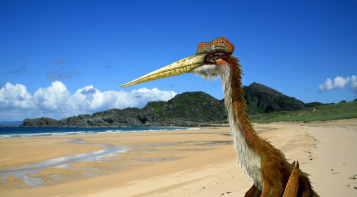 Quetzalcoatlus northropi
