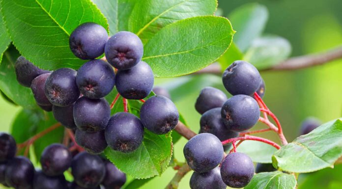 Aronia Berry contro Mirtillo
