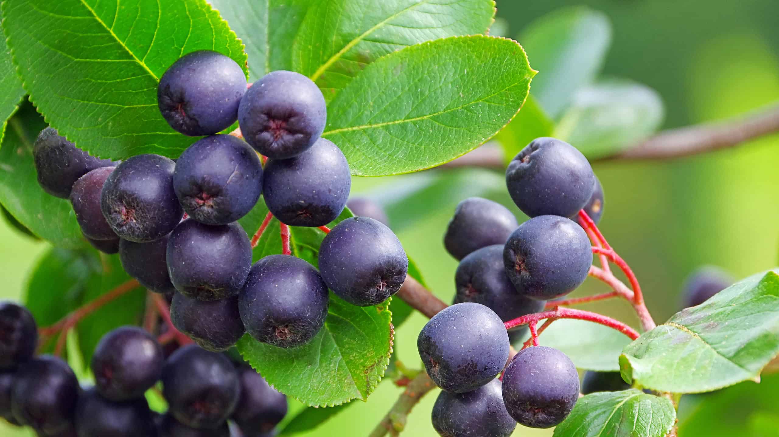 Aronia Berry contro Mirtillo