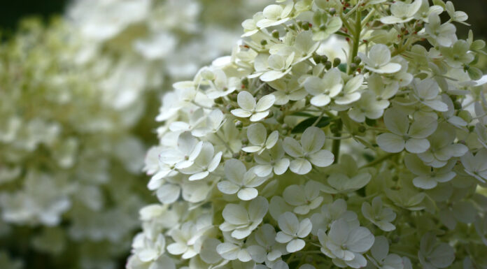 Little Lime contro Bobo Hydrangea: sono diversi?
