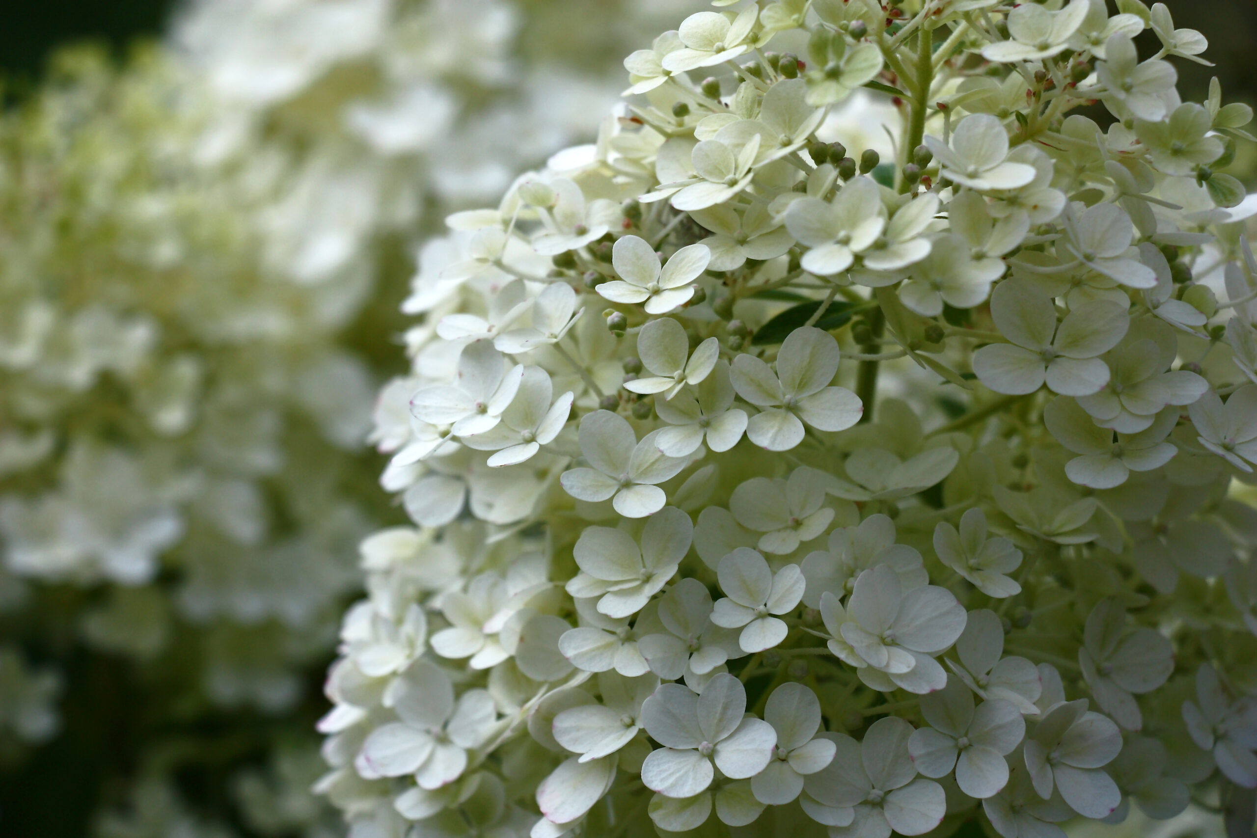 Little Lime contro Bobo Hydrangea: sono diversi?