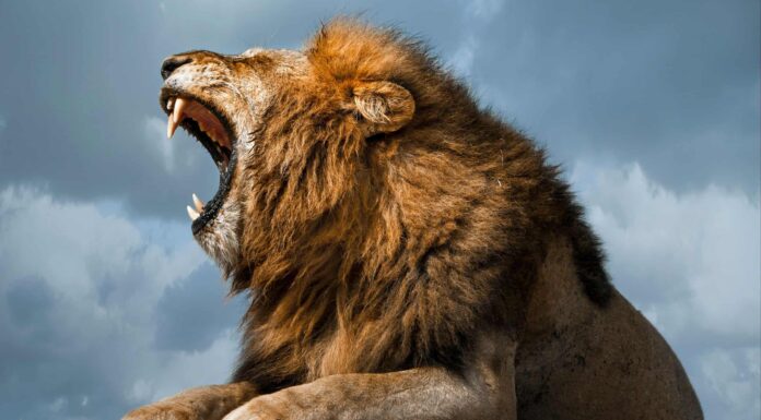 Potrebbe un essere umano disarmato battere un leone?
