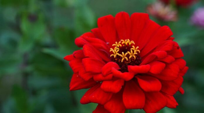 17 fiori annuali per vasi e giardini contenitori
