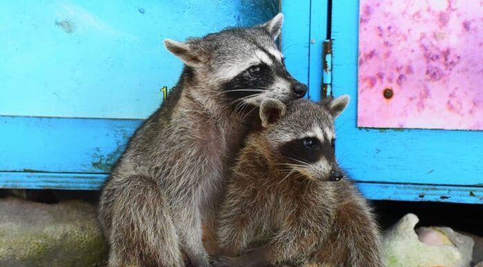 25 procioni sbranano un uomo che nutre loro uva e hot dog in un video esilarante
