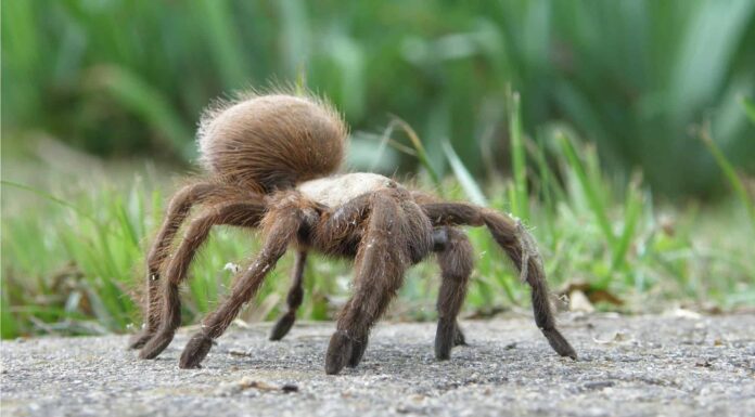 Grass Spider - Agelenopsis