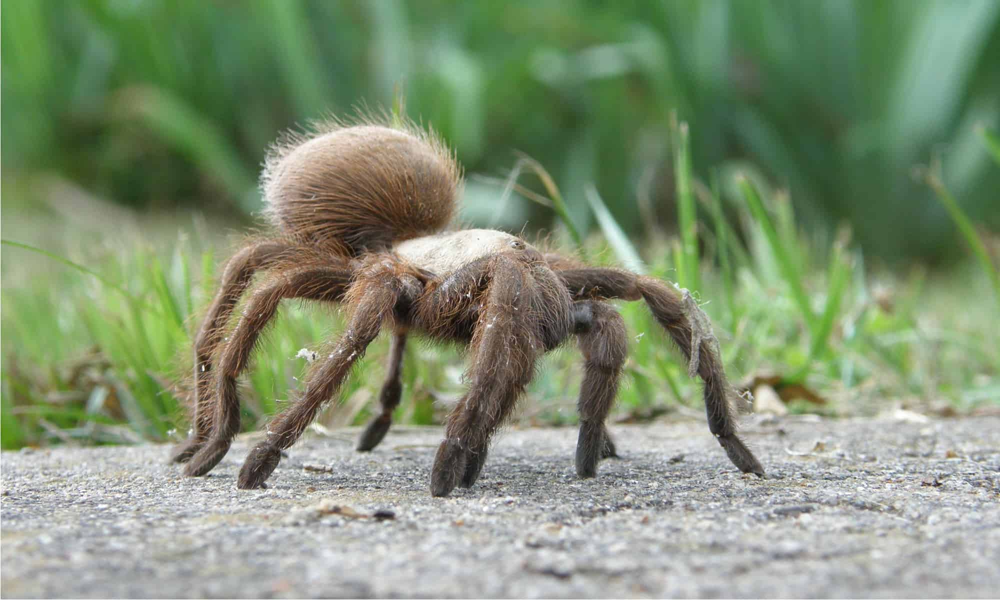Grass Spider - Agelenopsis
