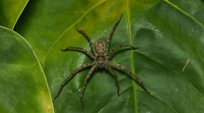 5 dei più grandi ragni del Mississippi
