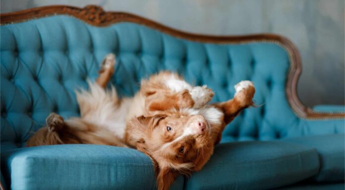 5 modi per tenere il tuo cane lontano dal divano (e da altri mobili) per sempre
