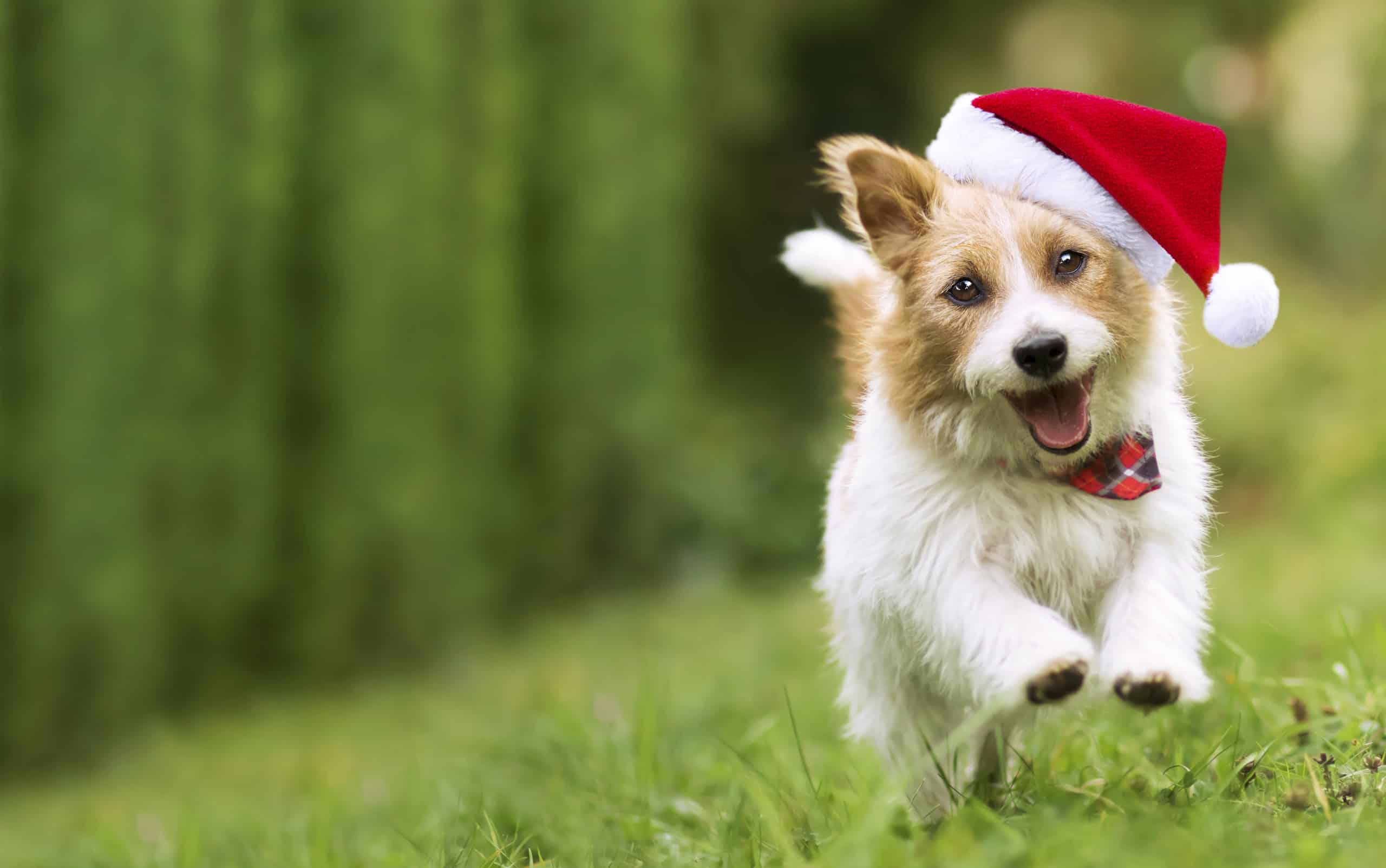 6 adorabili cuccioli a Portland da adottare per Natale