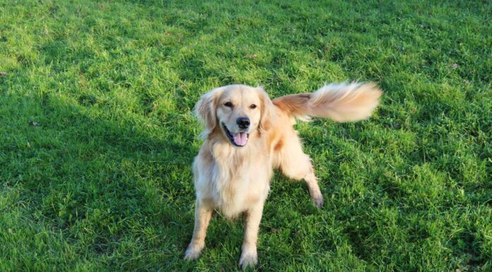 7 migliori parchi per cani a Baltimora
