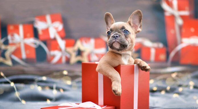 8 adorabili cuccioli a Las Vegas da adottare per Natale
