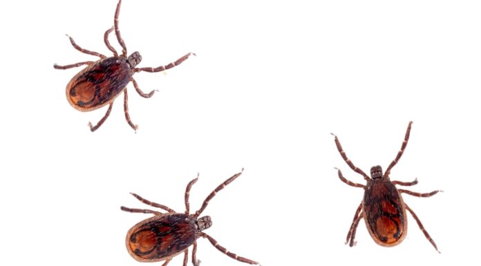 Rocky Mountain Wood Tick, Dermacentor andersoni on a blade of grass.