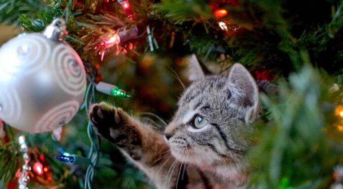 9 modi per provare per sempre il tuo albero di Natale
