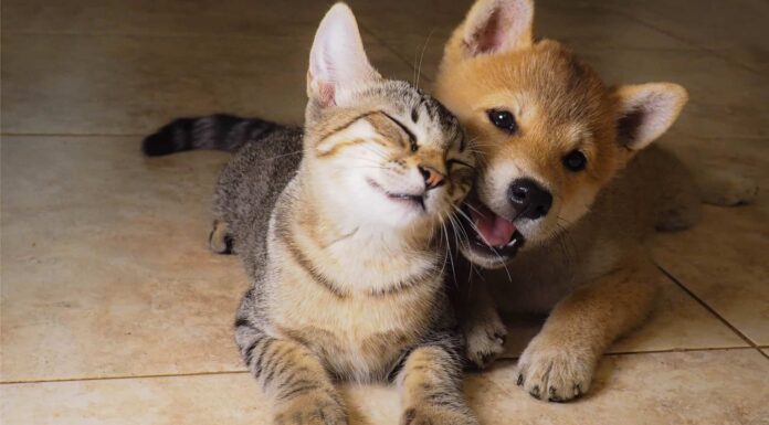 9 prodotti per animali da acquistare direttamente da Costco
