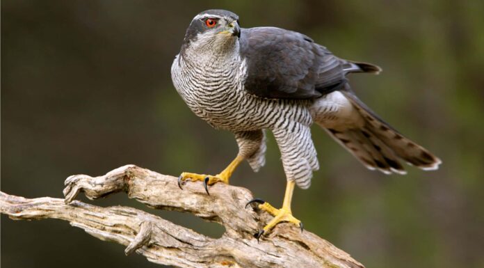 9 tipi di falchi in Pennsylvania
