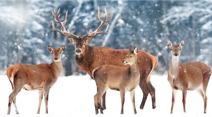 Alce vs cervo mulo: quali sono le differenze?
