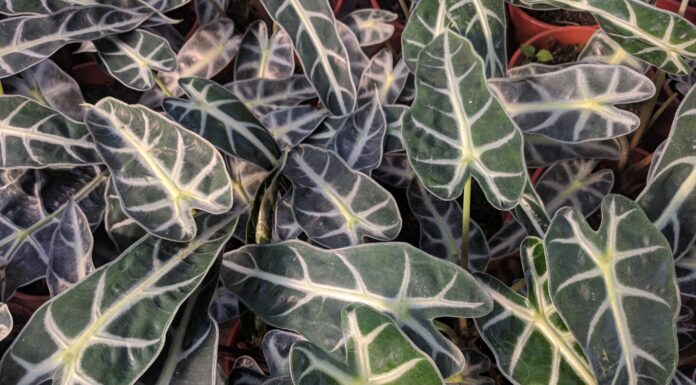 Alocasia Bambino vs Polly: c'è differenza?
