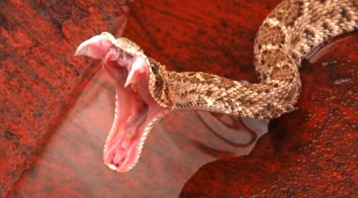 Anche al rallentatore, questo attacco di serpente a sonagli Diamondback è fulmineo
