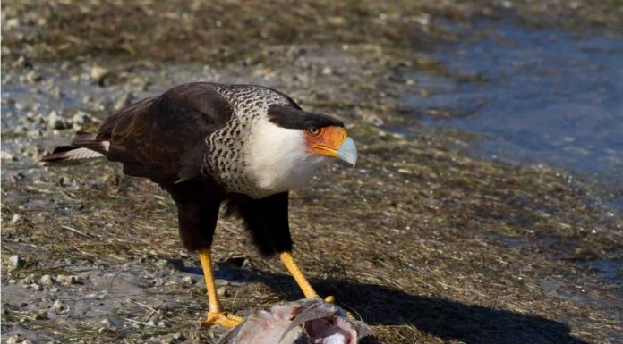 Aquila messicana (caracara crestato settentrionale)
