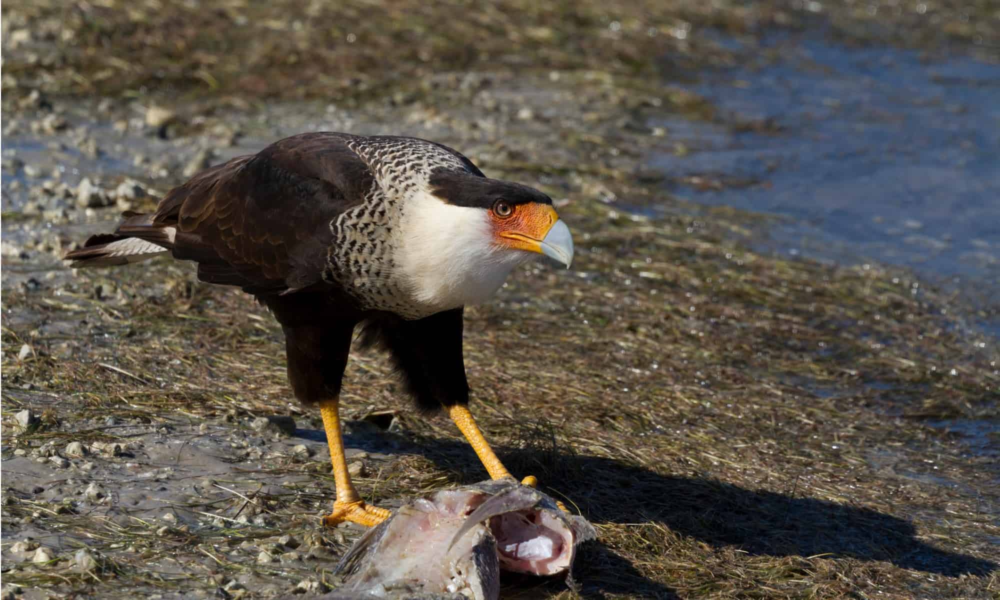 Aquila messicana (caracara crestato settentrionale)