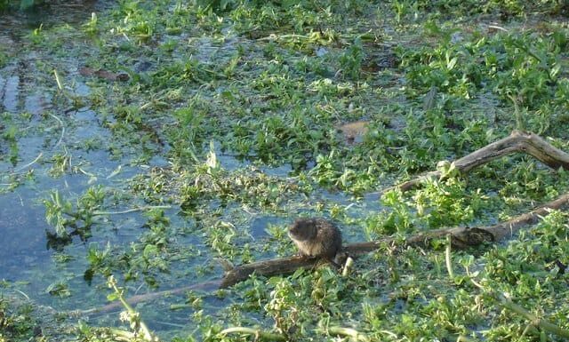 Arvicola d'acqua
