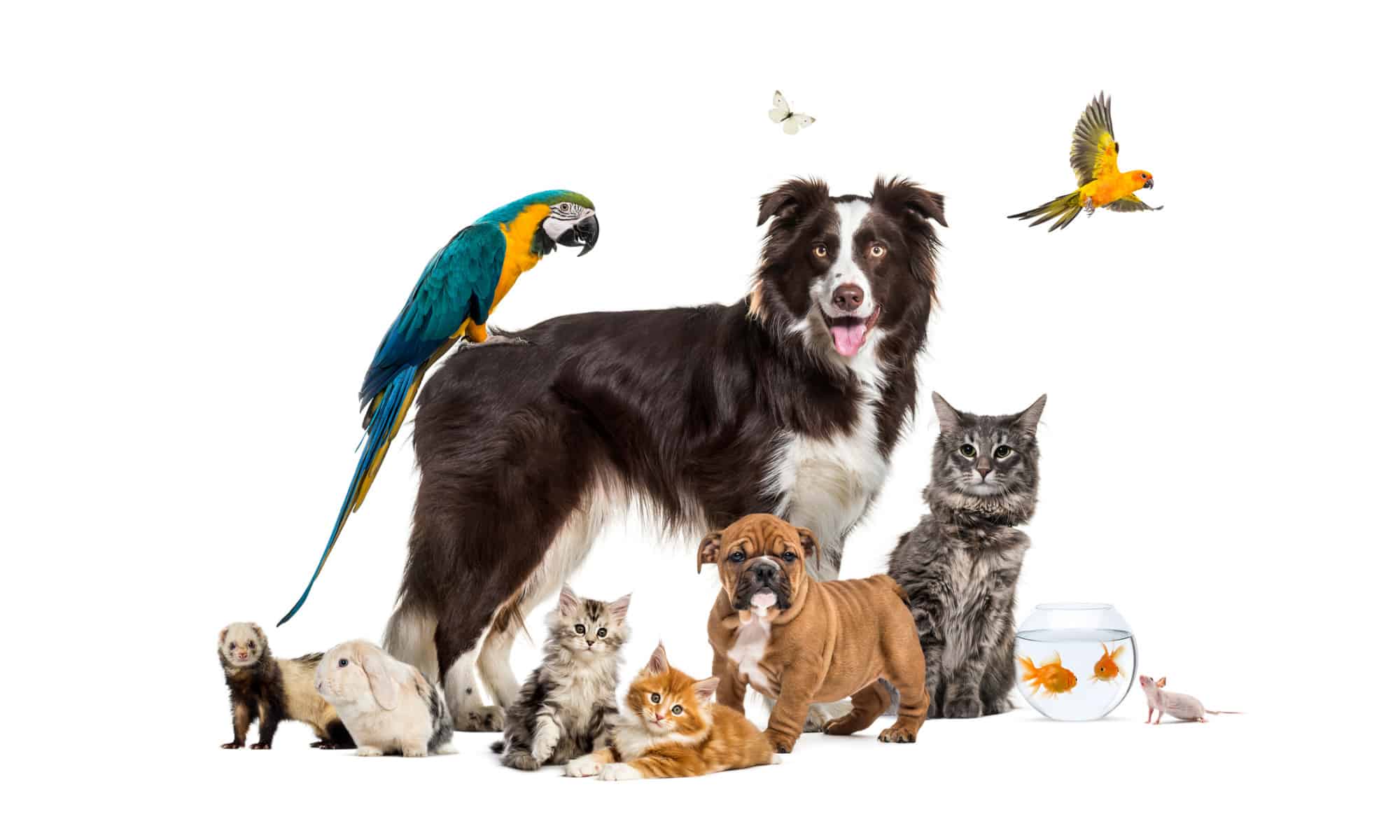 Assicurazione per animali domestici per più animali domestici