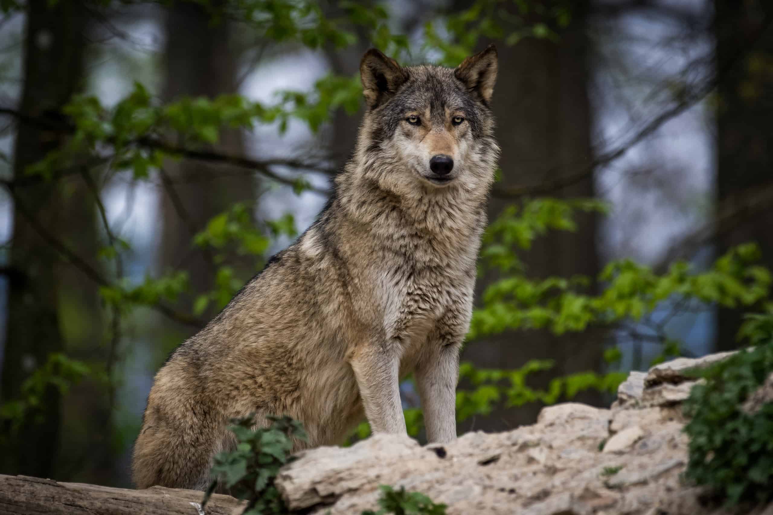 Brave Minnesotan rilascia un enorme Timberwolf da vicino
