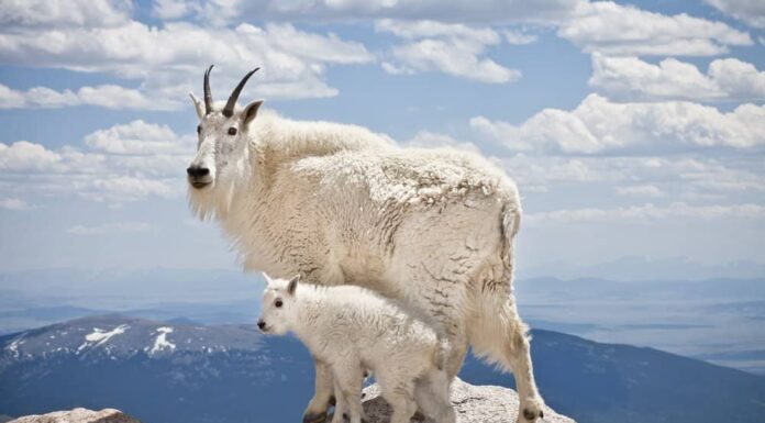  Cosa mangiano le capre di montagna?  Spiegazione della loro dieta.
